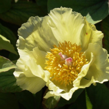 Samedi 11 et 18 mai : exposition vente dans le Jardin de campagne à Grisy-les-Plâtres.