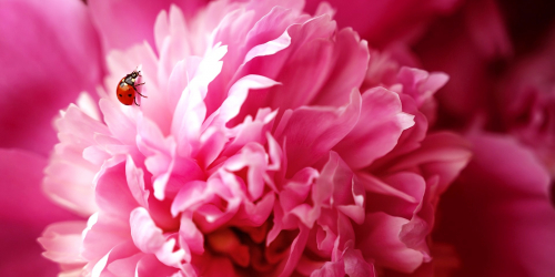 Pivoine